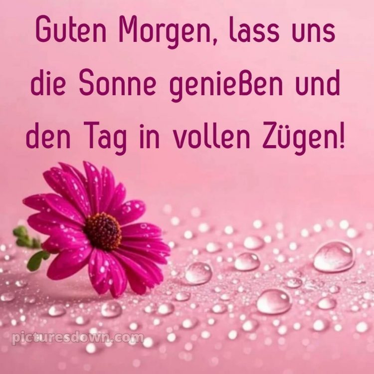 Guten morgen schönen tag bilder kostenlos bild Tau kostenlos