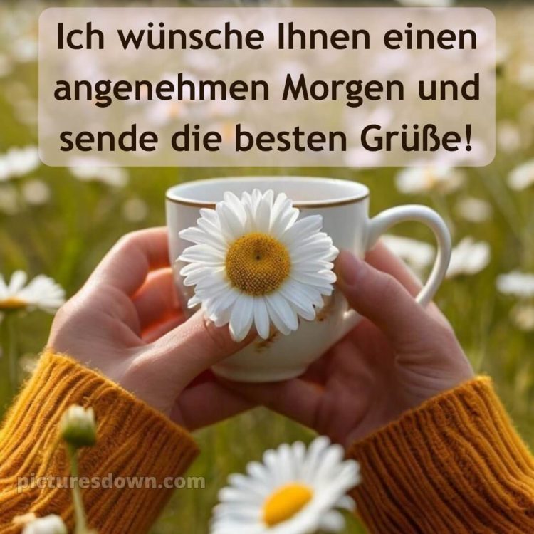 Guten morgen wünsche dir einen schönen tag bild Gänseblümchen kostenlos