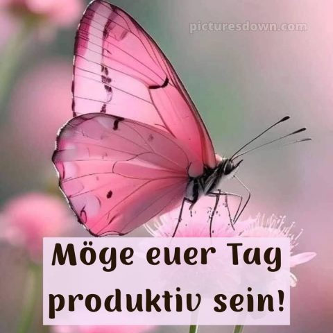 Hab einen schönen tag bilder bild Schmetterling kostenlos