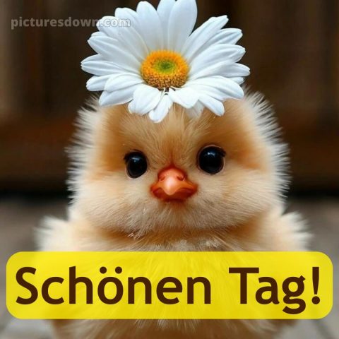 Hab einen schönen tag bilder bild Küken kostenlos
