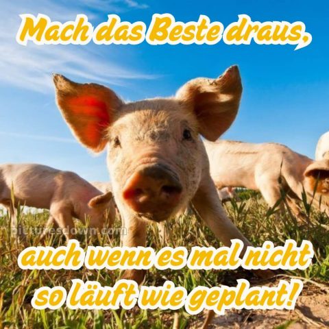 Hab einen schönen tag lustig bild Schwein kostenlos