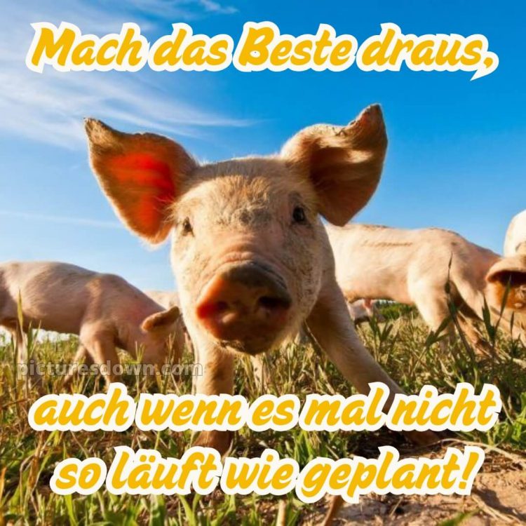 Hab einen schönen tag lustig bild Schwein kostenlos