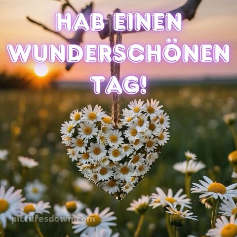 Hab einen schönen tag sprüche bild Gänseblümchen kostenlos
