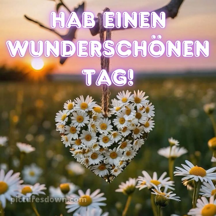 Hab einen schönen tag sprüche bild Gänseblümchen kostenlos
