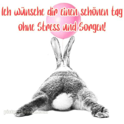 Ich wünsche dir einen schönen tag lustig bild Kaninchen kostenlos