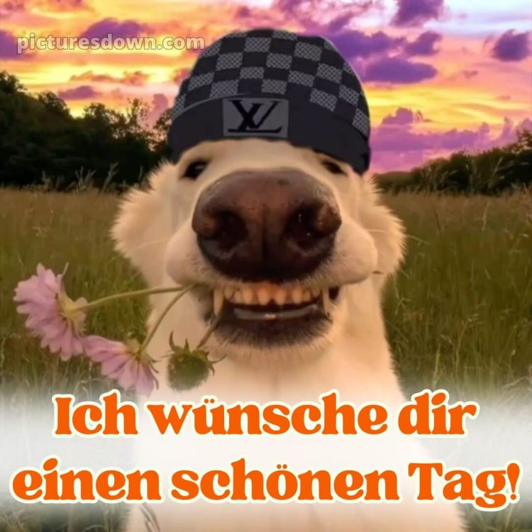 Ich wünsche dir einen schönen tag lustig bild Zähne kostenlos