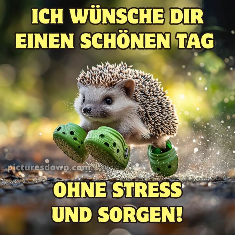 Ich wünsche dir einen schönen tag lustig bild Igel kostenlos