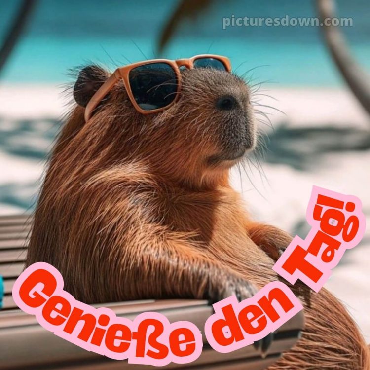 Ich wünsche dir einen schönen tag lustig bild Wasserschwein kostenlos