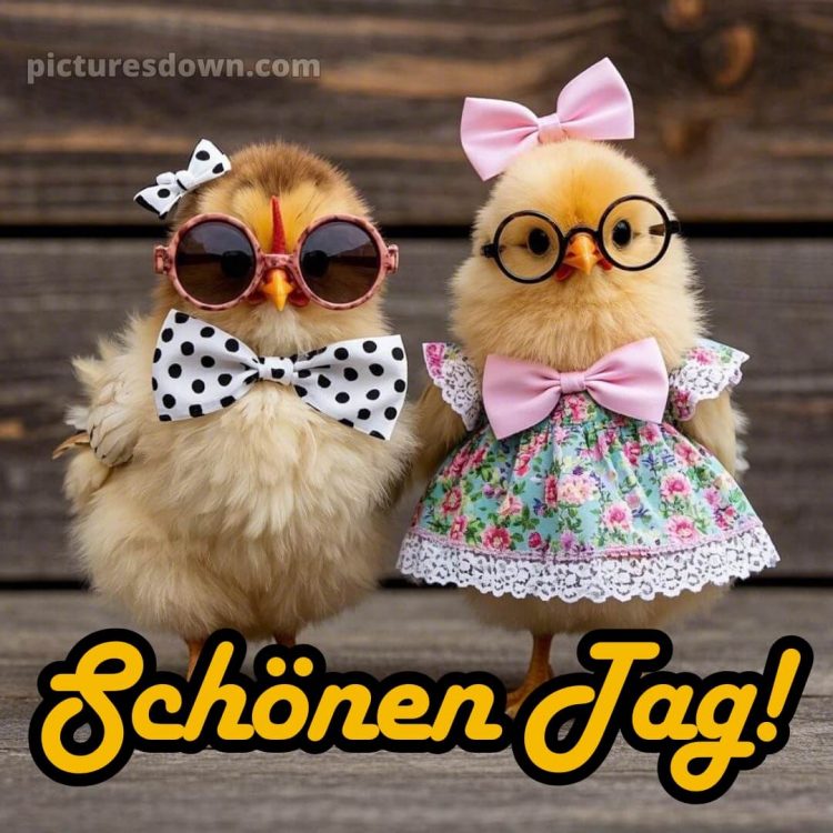 Lustig schönen tag bilder whatsapp bild Hühner kostenlos