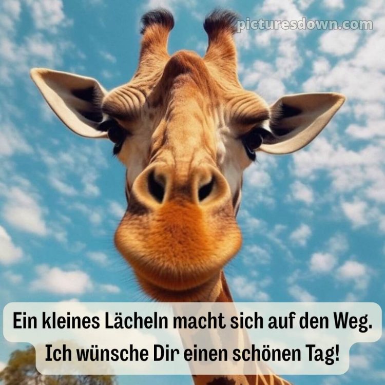 Schönen tag bilder lustig kostenlos bild Giraffe kostenlos