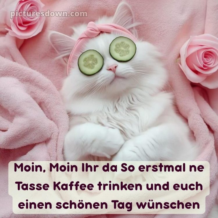 Schönen tag bilder lustig kostenlos bild Gurke kostenlos