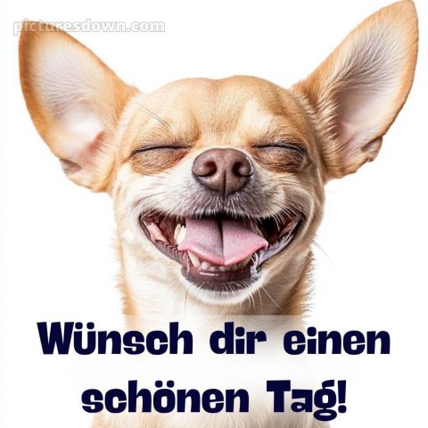 Schönen tag bilder lustig kostenlos bild Hund kostenlos