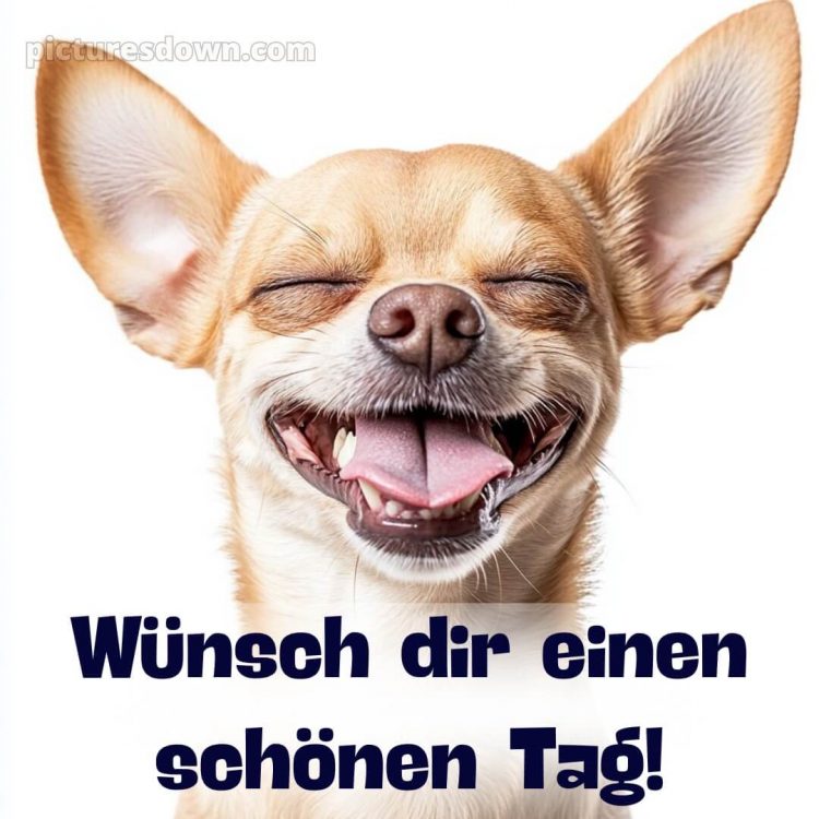 Schönen tag bilder lustig kostenlos bild Hund kostenlos