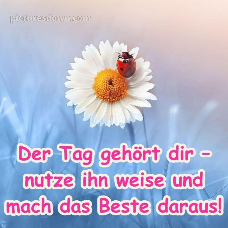 Schönen tag bilder sprüche bild Gänseblümchen kostenlos
