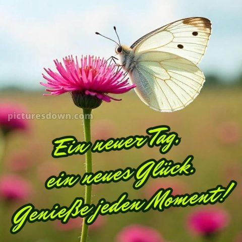 Schönen tag bilder sprüche bild Schmetterling kostenlos