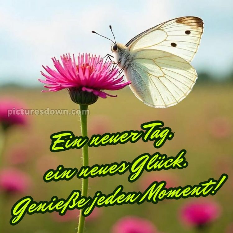 Schönen tag bilder sprüche bild Schmetterling kostenlos