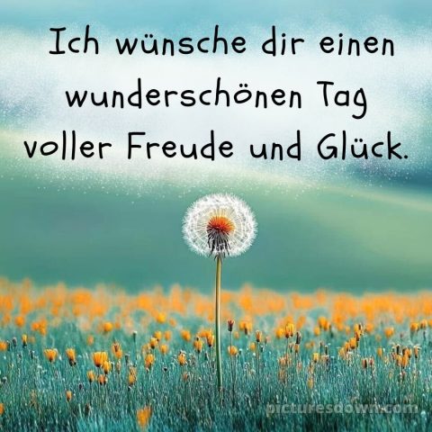 Schönen tag bilder sprüche bild Löwenzahn kostenlos