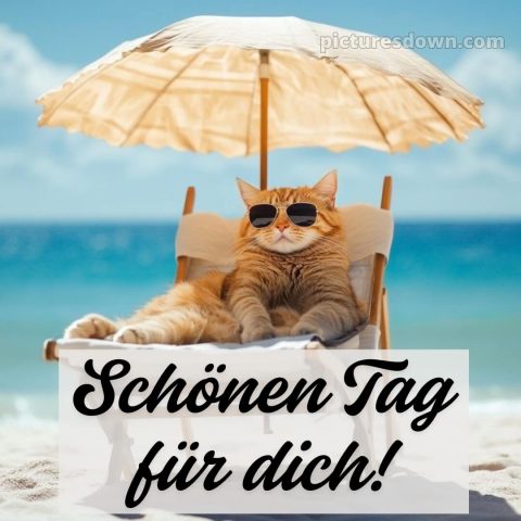 Schönen tag für dich bild Katze kostenlos