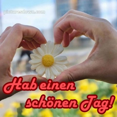 Schönen tag für dich bild Gänseblümchen kostenlos