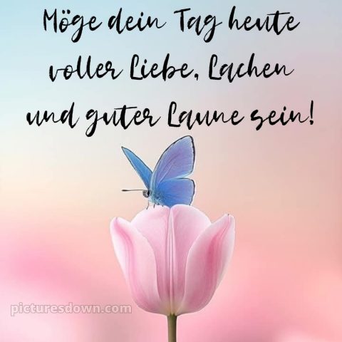 Schönen tag grüße kostenlos bild Schmetterling kostenlos
