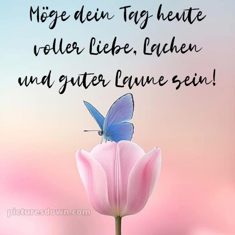 Schönen tag grüße kostenlos bild Schmetterling kostenlos