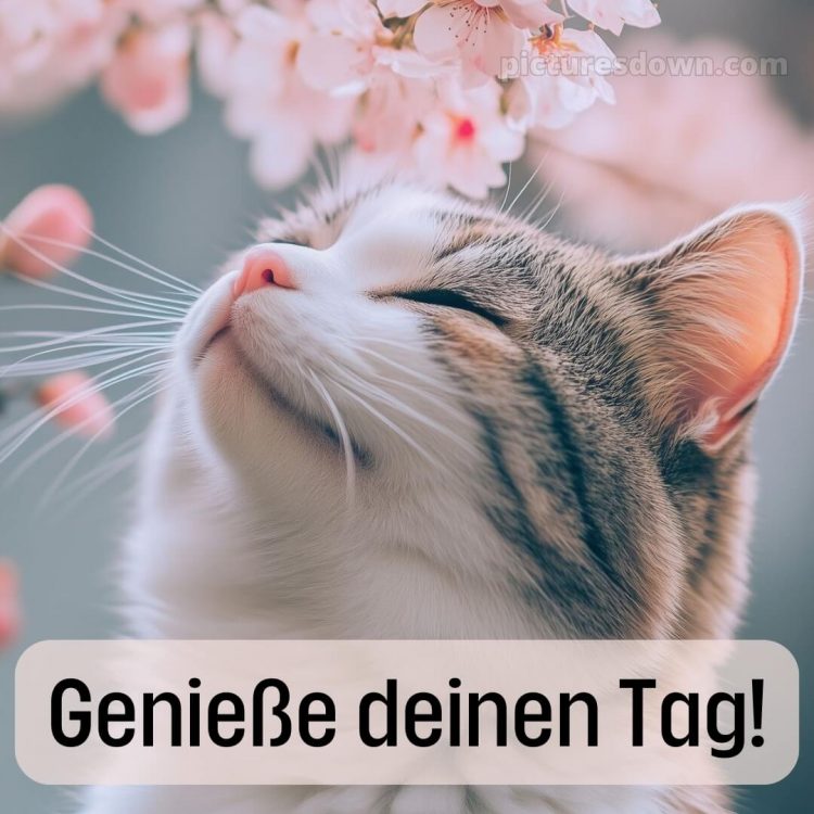 Schönen tag grüße kostenlos bild Katze kostenlos