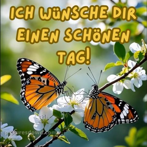 Schönen tag grüße kostenlos bild Schmetterlinge kostenlos
