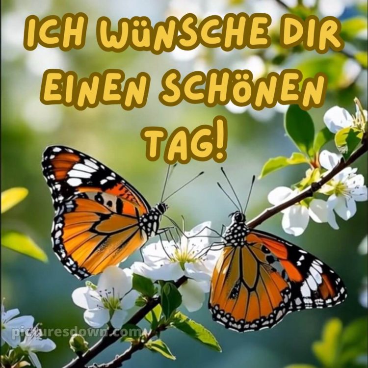 Schönen tag grüße kostenlos bild Schmetterlinge kostenlos