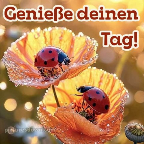 Schönen tag grüße kostenlos bild Marienkäfer kostenlos