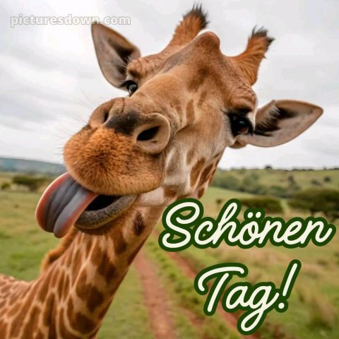 Schönen tag lustig bild Giraffe kostenlos
