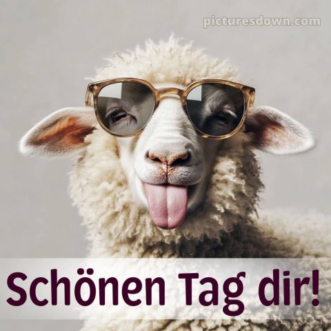 Schönen tag lustig bild Schafe kostenlos