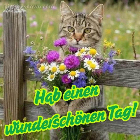Schönen tag noch bild Katze kostenlos