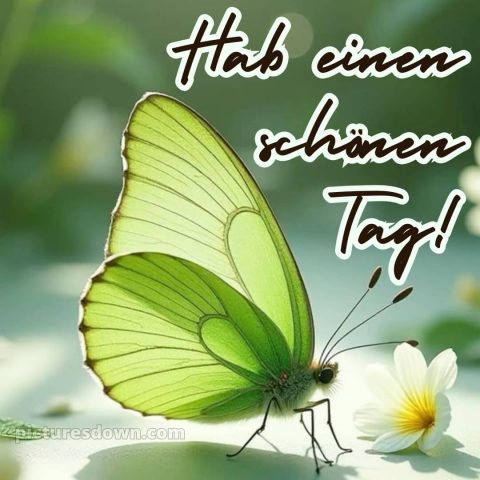 Schönen tag noch bild Schmetterling kostenlos
