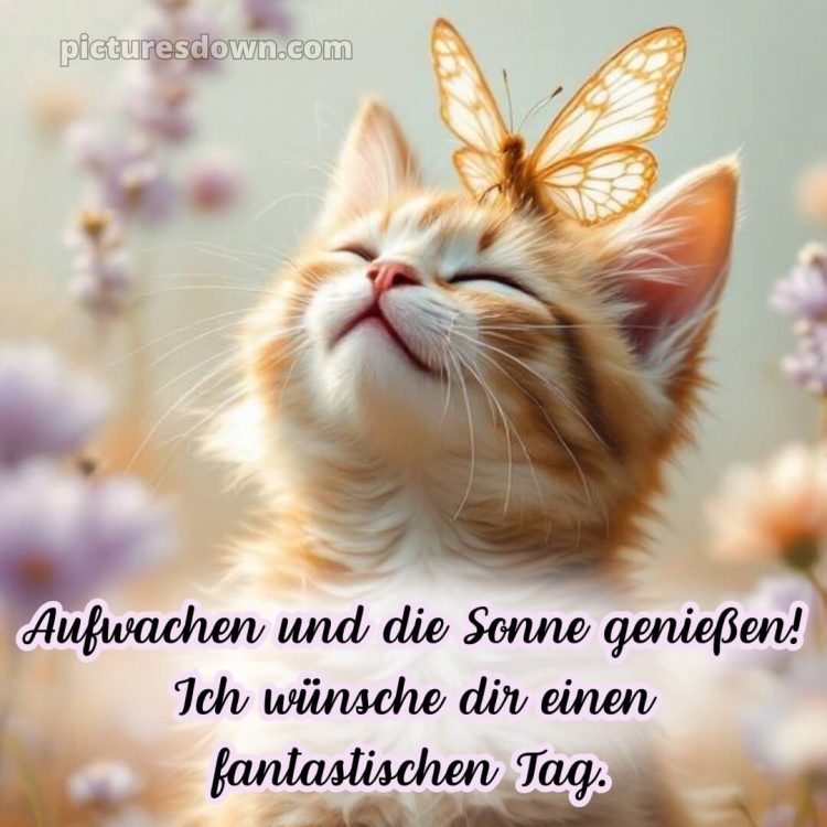 Spruch wünsche schönen tag guten morgen grüße für whatsapp bild Schmetterling kostenlos
