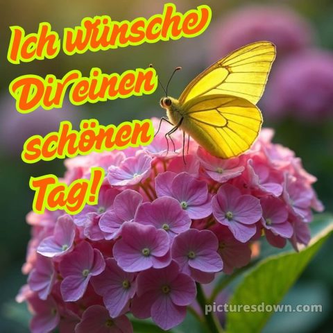 Spruch wünsche schönen tag guten morgen grüße für whatsapp bild Hortensien kostenlos
