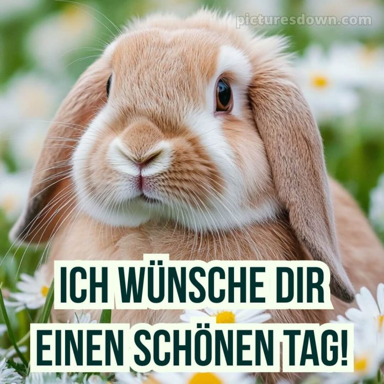 Spruch wünsche schönen tag guten morgen grüße für whatsapp bild Kaninchen kostenlos