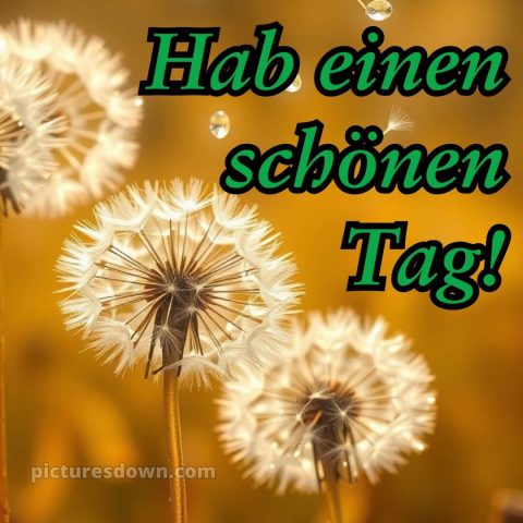 Whatsapp schönen tag bild Löwenzahn kostenlos