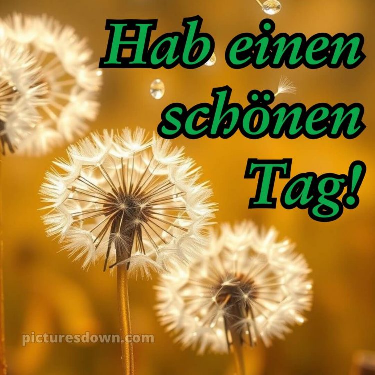 Whatsapp schönen tag bild Löwenzahn kostenlos