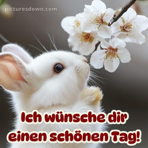 Wünsche einen schönen tag bild Kaninchen kostenlos