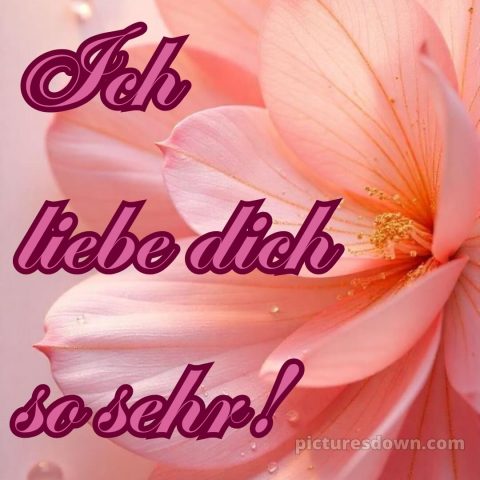 Bilder ich liebe dich bild Blütenblatt kostenlos