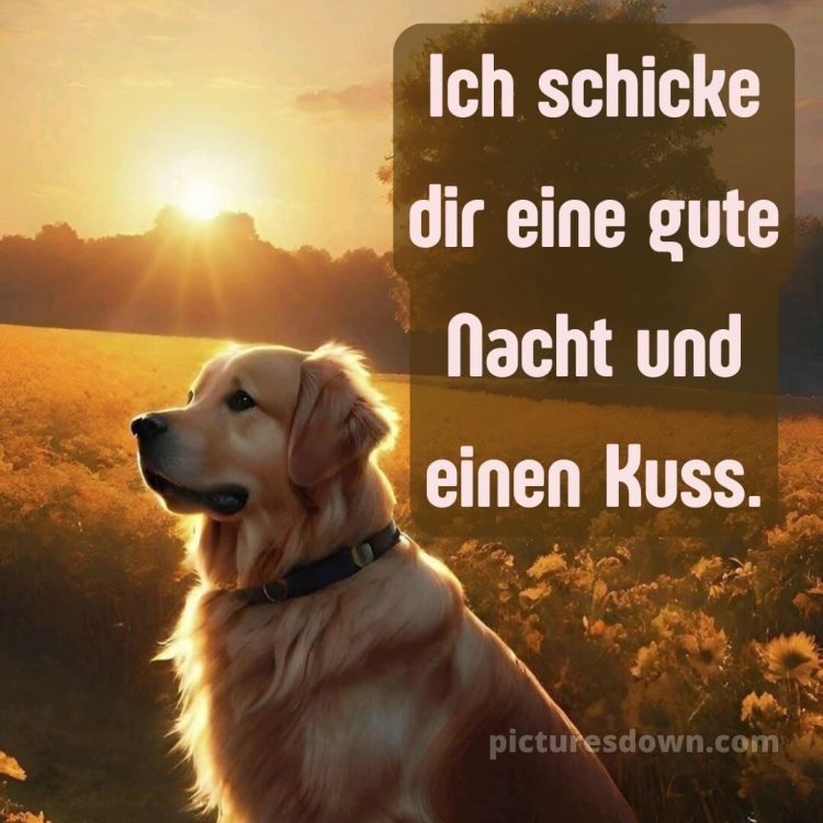 Gute nacht ich liebe dich bilder bild Hund kostenlos