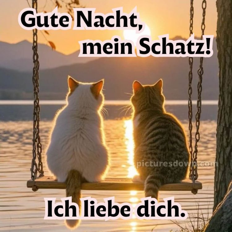 Gute nacht ich liebe dich bilder bild zwei Katzen kostenlos