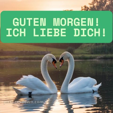 Guten morgen ich liebe dich bilder bild Schwäne kostenlos