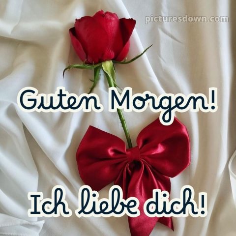 Guten morgen ich liebe dich bilder bild Rose kostenlos