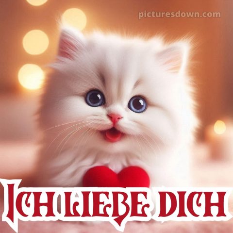 Ich liebe dich bilder bild Katze kostenlos