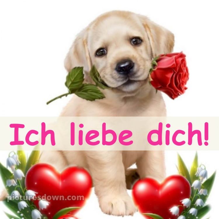 Ich liebe dich bilder gif bild Hund kostenlos