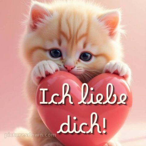 Ich liebe dich bilder mit herz bild Katze kostenlos
