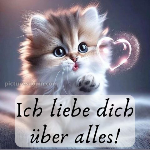 Ich liebe dich bilder süß bild Kätzchen kostenlos