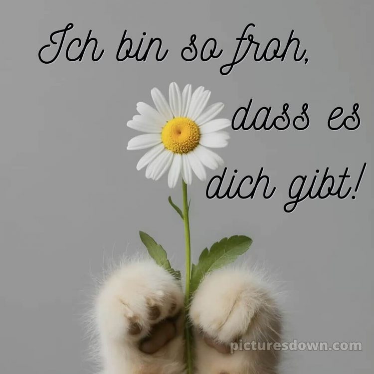 Ich liebe dich bilder süß bild Pfoten kostenlos