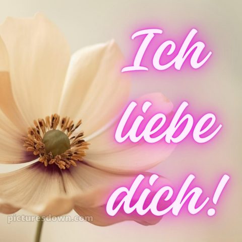 Ich liebe dich bilder-whatsapp bild Blume kostenlos